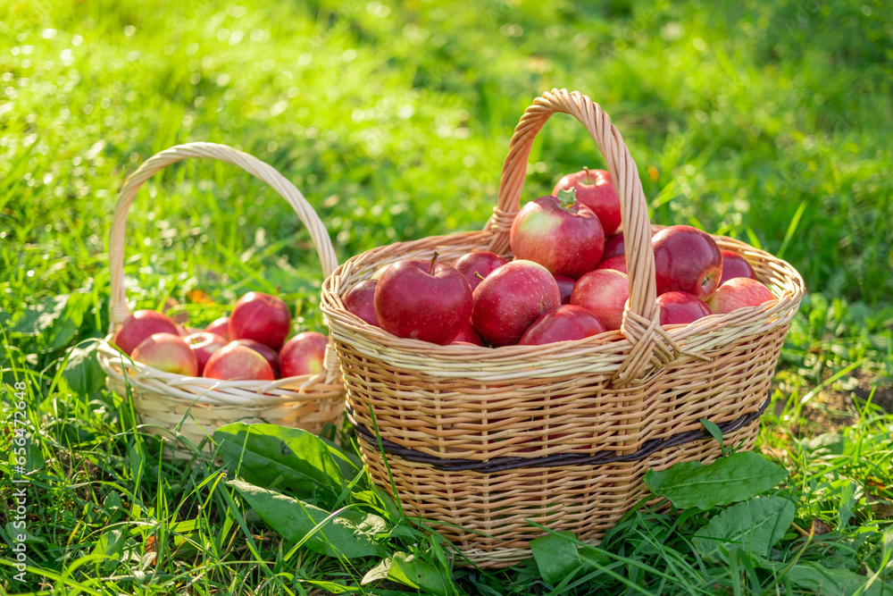 Ripe Apples in the Apple Orchard before Harvesting. Big Red delicious Apples. Fruit Garden at Fall Harvest. Wicker Basket of Fresh Apples. Autumn Sunny Day, Shadow. Apple baskets. Organic Gardening Ripe Apples in the Apple Orchard before Harvesting. Big Red delicious Apples. Fruit Garden at Fall Harvest. Wicker Basket of Fresh Apples. Autumn Sunny Day, Shadow. Apple baskets. Organic Gardening