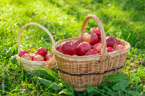 Ripe Apples in the Apple Orchard before Harvesting. Big Red delicious Apples. Fruit Garden at Fall Harvest. Wicker Basket of Fresh Apples. Autumn Sunny Day, Shadow. Apple baskets. Organic Gardening