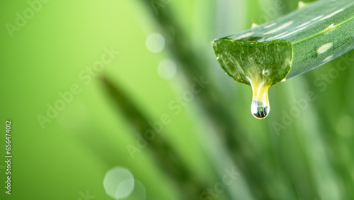 Aloe vera slices under wate...