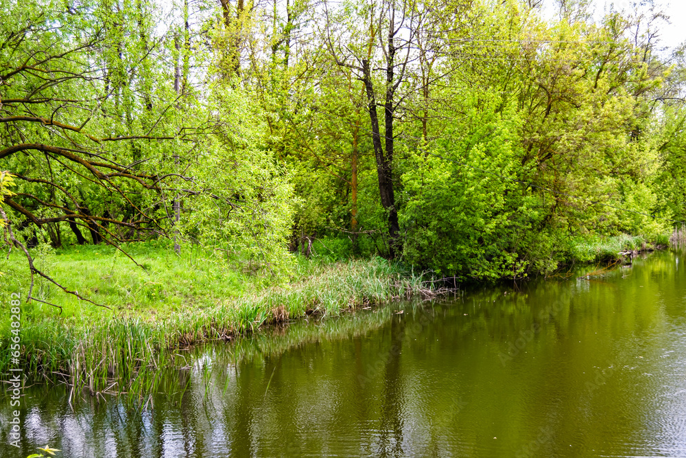 Beautiful grass swamp reed growing on shore reservoir in countryside