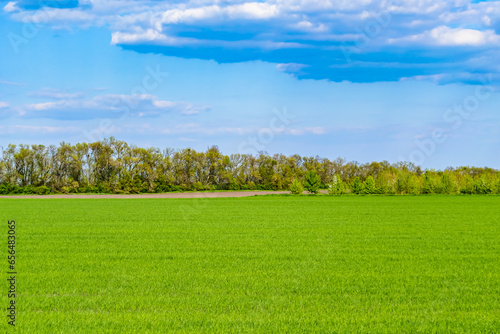 Beautiful horizon scenery in village meadow on color natural background