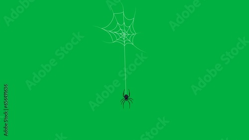 spider and spider web on greenscreen