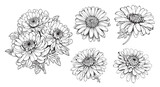 Asters set hand drawn sketch Flowers .Vector