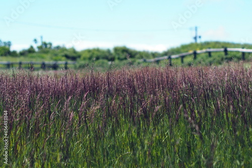 Landscape image of Purple Moor Grass. For use in illustrations Background image or copy space photo