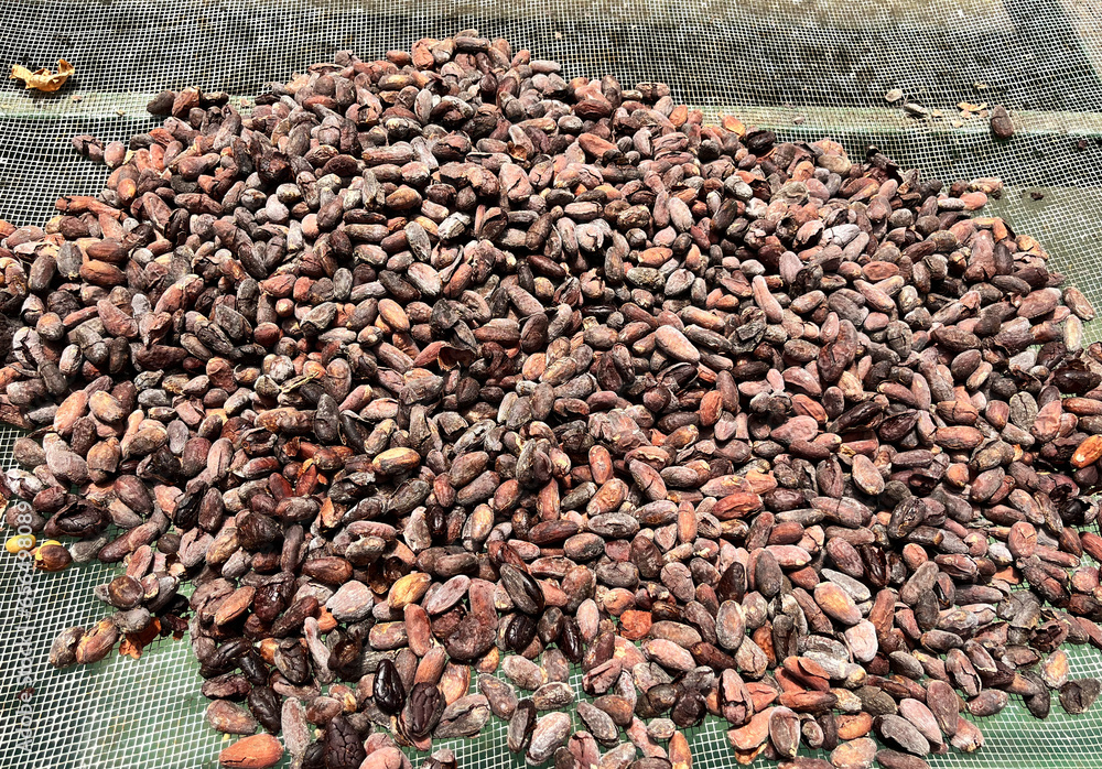 Roasted cocoa beans ready for making chocolate, Costa Rica. Roasted cocoa beans ready for making chocolate, Costa Rica.