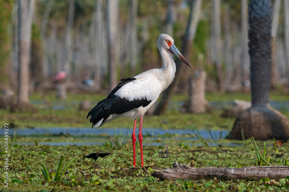 Fototapeta premium Maguari Stork, La Estrella marsh, Nature Reserve, Formosa Province, Argentina.