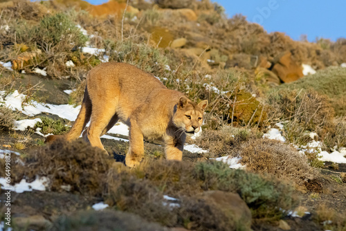 Cougar walking in mountain environment  Torres del Paine National Park  Patagonia  Chile.