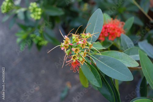 Bouquet of red flowers has fringed lines after the petals fall off. photo