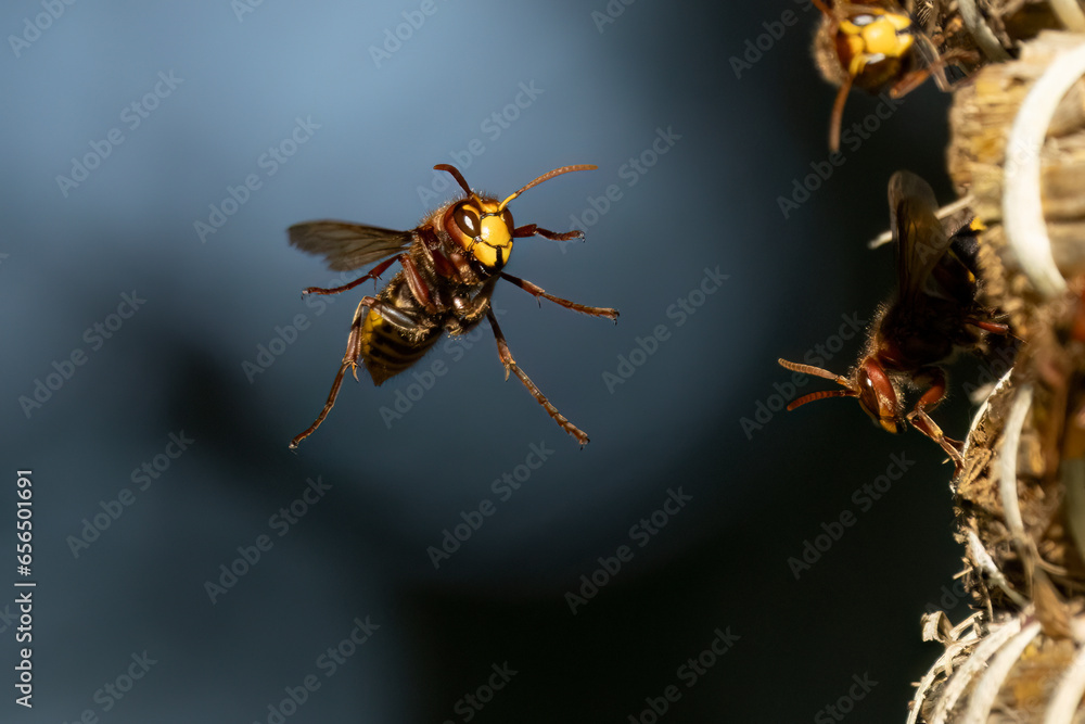 Europäische Hornisse (Vespa crabro)