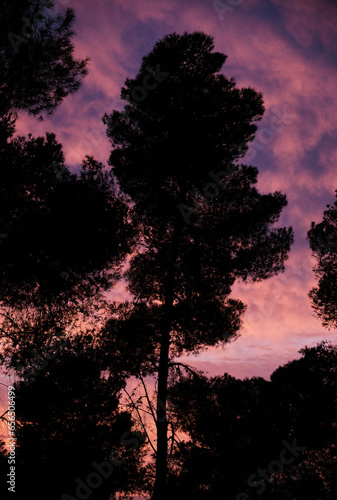pine tree in a dramatic sunset
