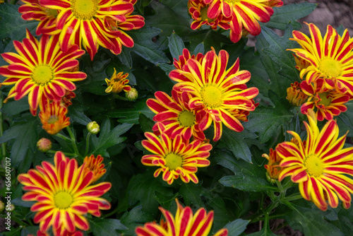 Gelb, Orange Blume im Herbst - Herbstastern