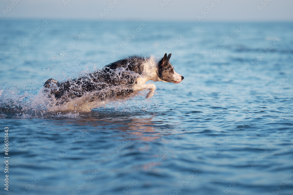 Fototapeta premium the dog jumps on the water. Funny border collie playing on holiday in nature by the sea