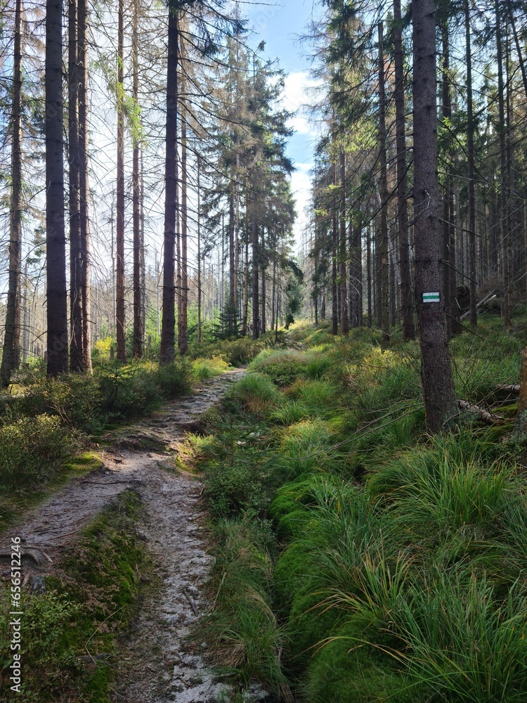 Fototapeta premium forest trail
