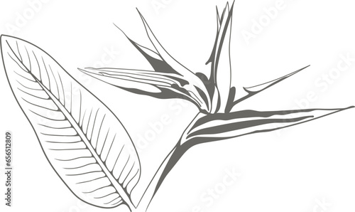 Strelitzia reginae exotic flower vector. Tropical flora garden blossom bird of paradise.