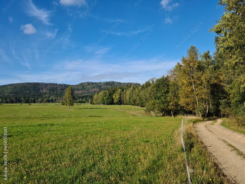 Fototapeta premium meadow