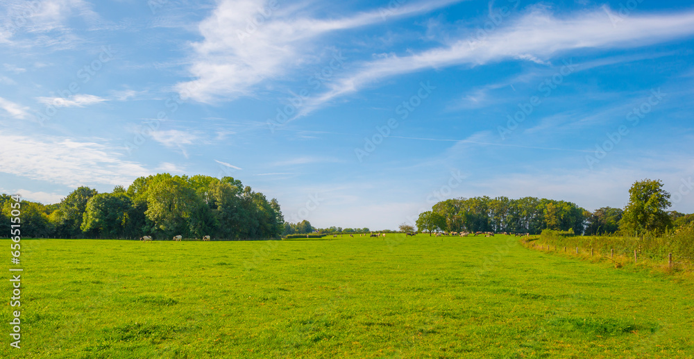 Obraz premium Fields and vegetables in a green hilly landscape in sunlight in autumn, Voeren, Limburg, Belgium, September 2023