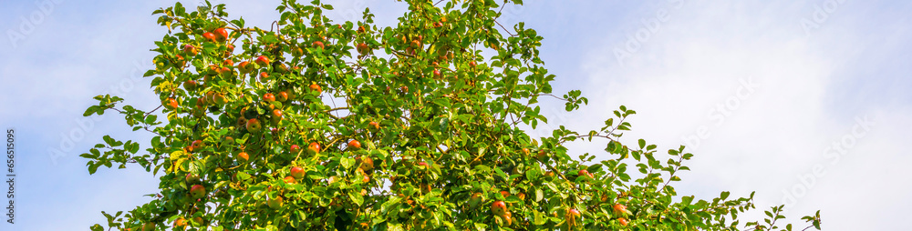 Apple trees in an orchard in a green grassy meadow in bright sunlight in autumn, Voeren, Limburg, Belgium, September 2023 Apple trees in an orchard in a green grassy meadow in bright sunlight in autumn, Voeren, Limburg, Belgium, September 2023