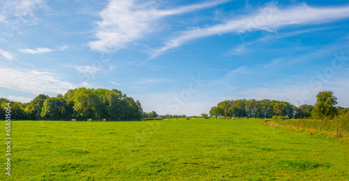 Fototapeta Naklejka Na Ścianę i Meble -  Fields and vegetables in a green hilly landscape in sunlight in autumn, Voeren, Limburg, Belgium, September 2023