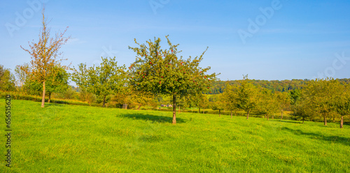 Apple trees in an orchard in a green grassy meadow in bright sunlight in autumn, Voeren, Limburg, Belgium, September 2023