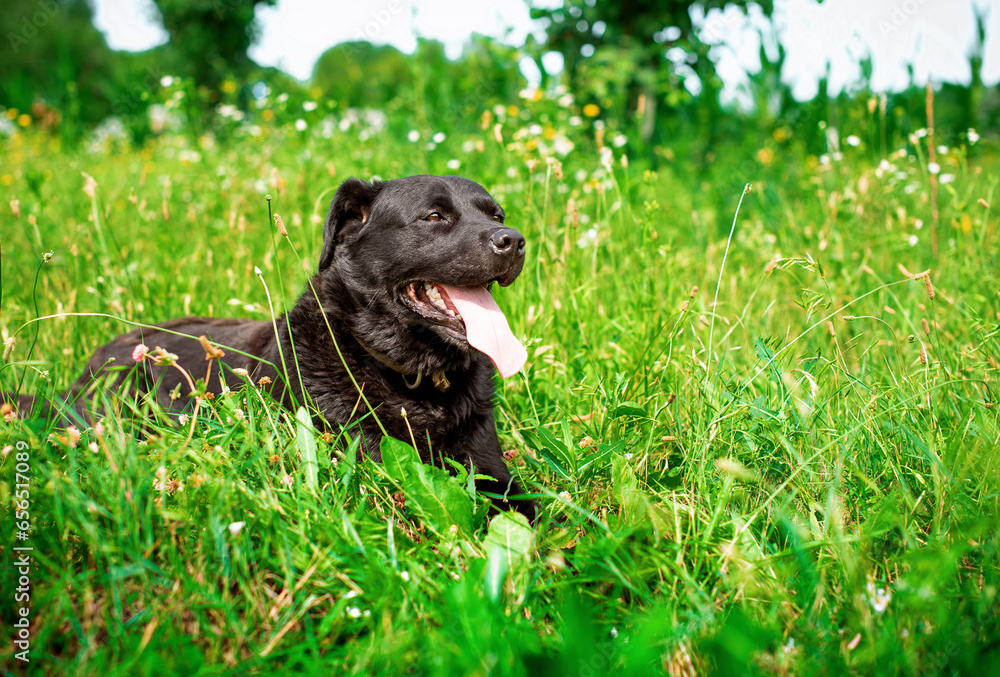 A black labrador lies sideways in the green grass. The dog is lost, unkempt, shaggy and hungry. He opened his mouth and showed his tongue. The photo is blurred A black labrador lies sideways in the green grass. The dog is lost, unkempt, shaggy and hungry. He opened his mouth and showed his tongue. The photo is blurred
