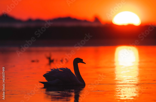 Danube delta wild life birds a graceful swan gliding through the water at sunset biodiversity Conservation