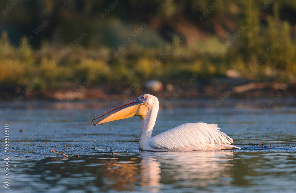 Danube delta wild life birds a majestic pelican gracefully gliding on a tranquil body of water, highlighting the impact of climate change on wildlife biodiversity Conservation