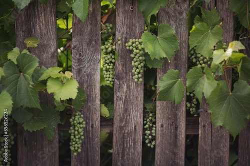Nature wooden background. Green leaves of the grapes on natural wooden background. A bunch of grapes among the hedges.