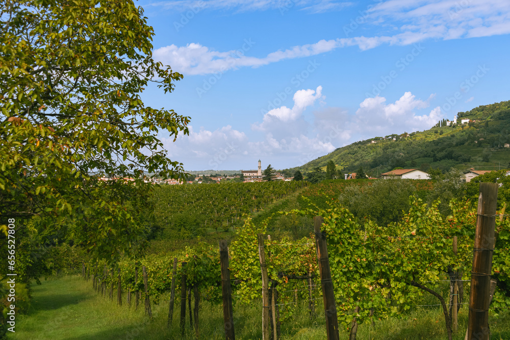 View Over Vineyard Close To Cormons