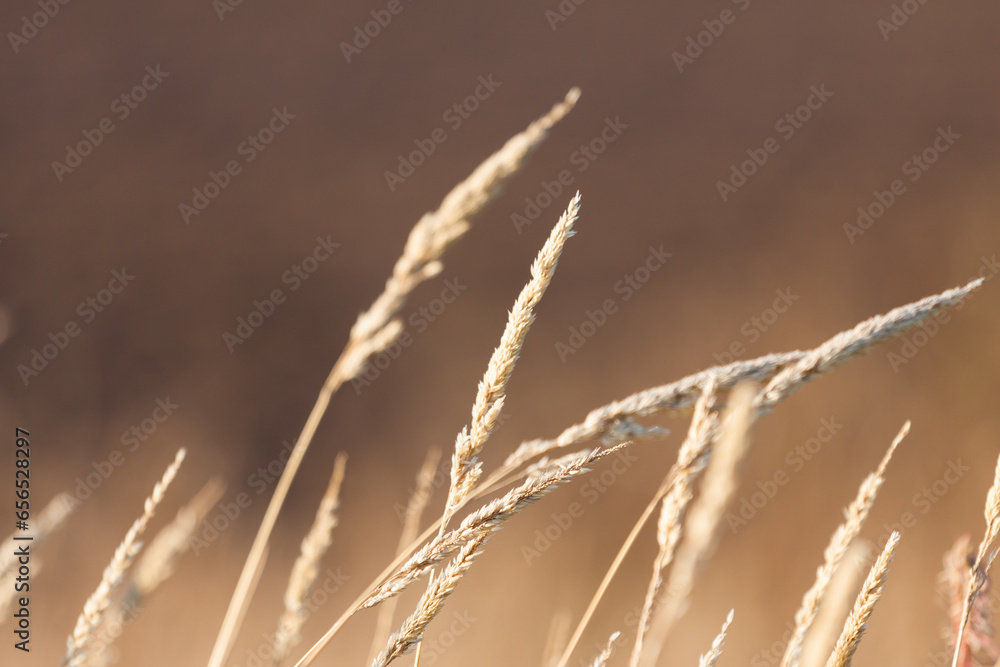 Dry grass Dry grass