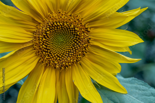 Sunflower growing in the garden, close-up.