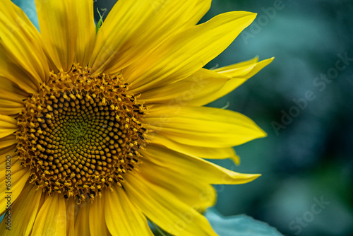 Sunflower growing in the garden, close-up.
