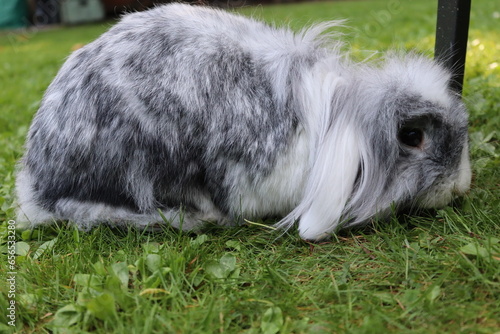 grey rabbit eating grass