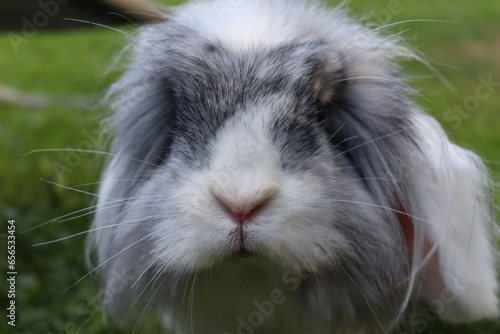 rabbit in the garden