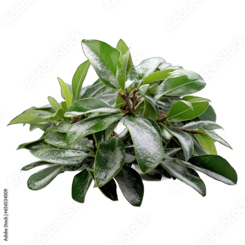 Bay Laurel Plant covered with frost and snow isolated on transparent background