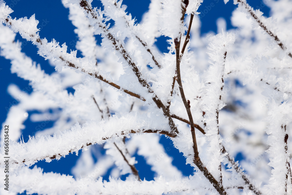 Closeup of branches of a snow winter tree
