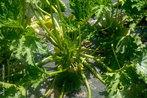 Foglie verdi di zucchine che crescono nell'orto in estate 9168 photo