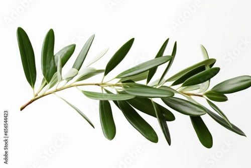 olive branch green white background, Generative AI © Kevin