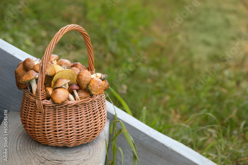 Wicker basket with fresh edible mushrooms close up, abstract natural background. harvest season, picking fungi. template for design. copy space