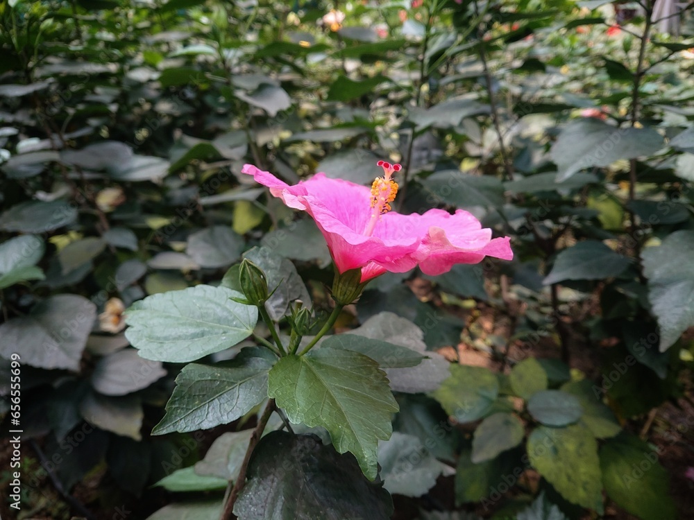 Hibiscus (Latin Hibiscus rosasinensis L.) is a shrub of the Malvaceae