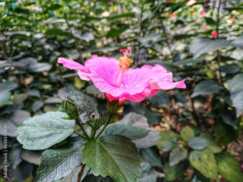 Hibiscus (Latin Hibiscus rosasinensis L.) is a shrub of the Malvaceae