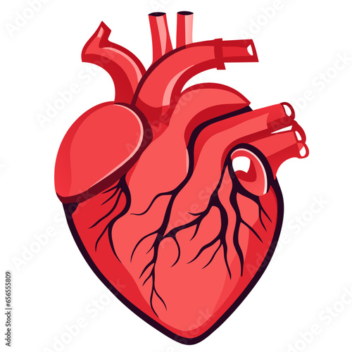 Example: human heart in vector format, organ simulation, human heart, doctor, treatment