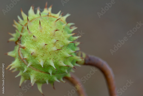 Spiky chestnut in green skin close up. Fruit tricuspid spiny capsule inside which nutshaped seeds. Horse chestnut or aesculus is genus of sapindaceae family. Auburn fruit of deciduous tree in october. photo