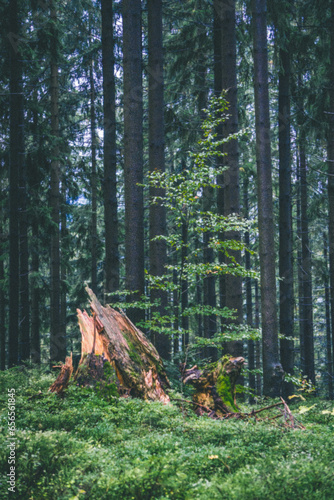 Beskydy, Visalaje, mountains, Czechia, photo