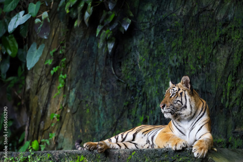 Fototapeta Naklejka Na Ścianę i Meble -  Close up Indochinese tiger is beautiful animal and dangerous