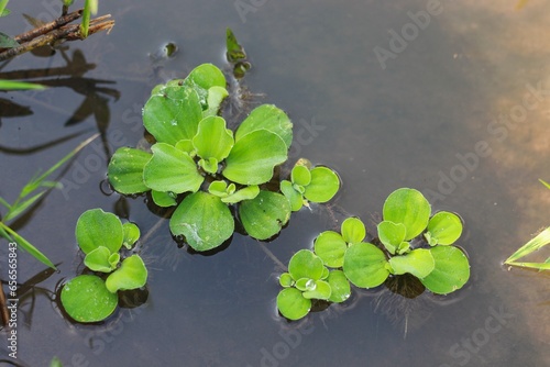 Kiambang : mas kumambang : pistia stratiotes floating on the water. Kiambang is a plant that lives in water, usually found in calm waters or ponds. Kiambang is usually used to decorate fish ponds. photo
