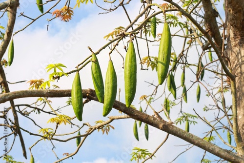 Ceiba pentandra. White silk cotton tree. Perennial fruit can be used to make mattresses, pillows, mattresses to soften instead of cotton. Or scientific synthesis photo