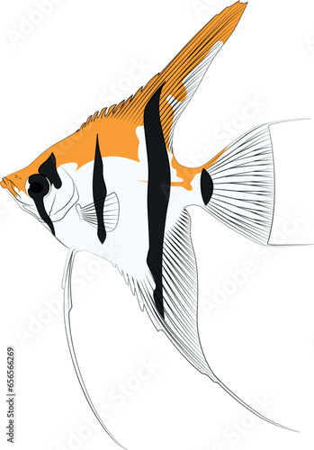 Pterophyllum scalare Sailfins, freshwater angelfish aquatic animal graphic illustrations aquarium fish