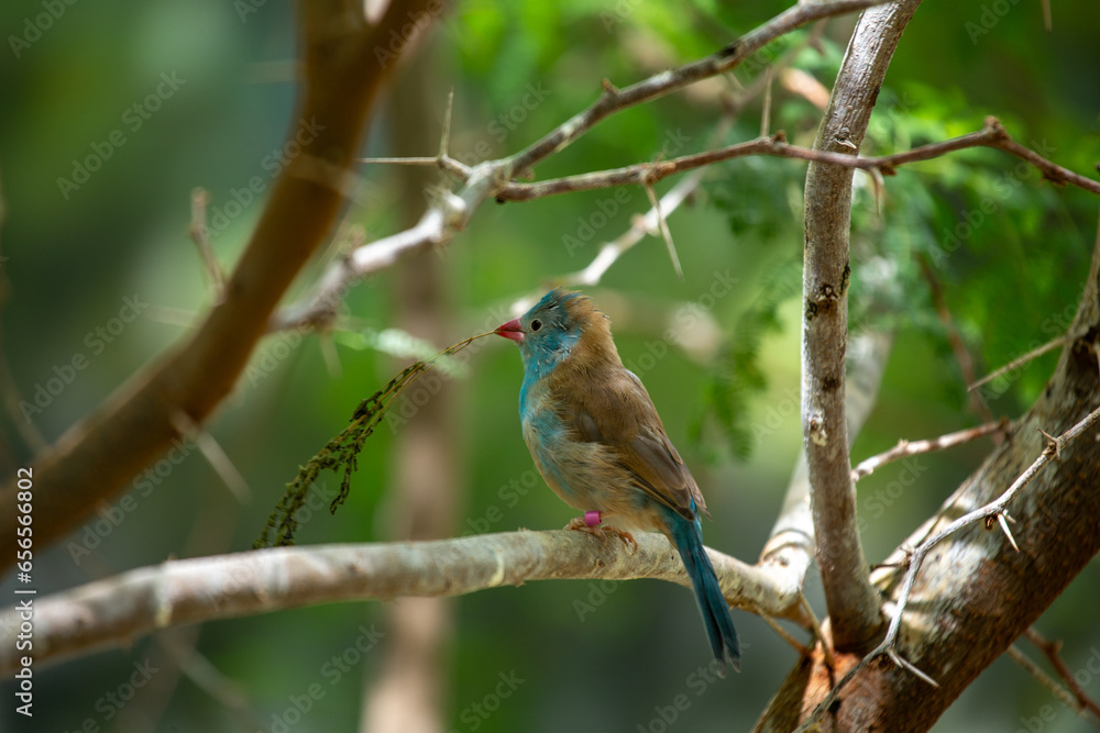 Blue-capped Cordon Bleu (Uraeginthus cyanocephalus) Blue-capped Cordon Bleu (Uraeginthus cyanocephalus)