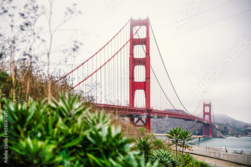 Golden Gate Bridge in San Francisco during foggy weather, blurred plants in the foreground. © guteksk7