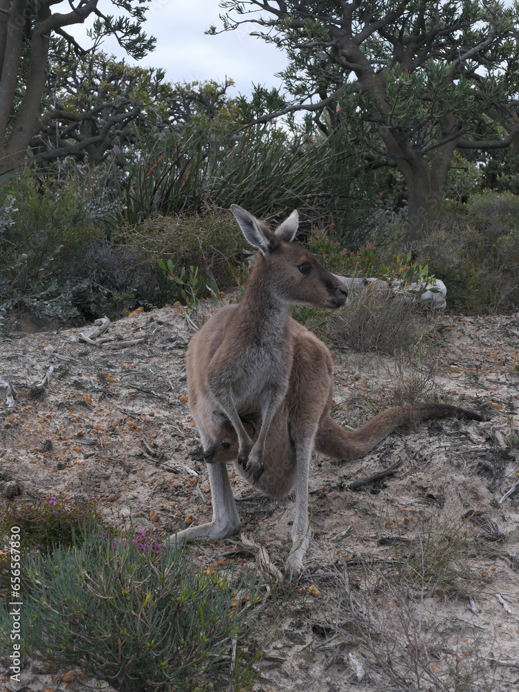 Känguru mit Baby im Beutel in Australien Känguru mit Baby im Beutel in Australien